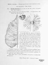 Erysiphe montagnei image